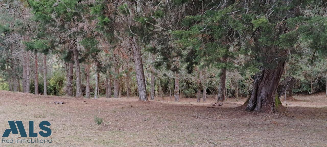 Lote Residencial en Alto de las Palmas (El Retiro) – El Retiro – 243698 - El Dandy